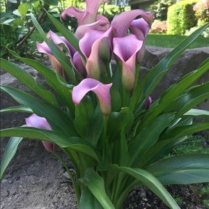 Meet your Posher, Vivian